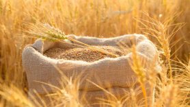 Algeria Buys Around 500,000 Tons of Hard Wheat at Around $315 per Ton