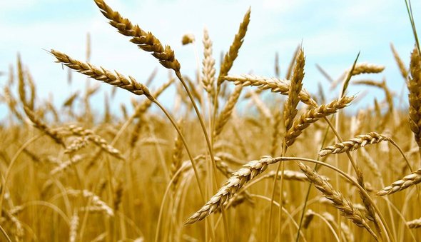Algeria issues international tender to purchase 50,000 tons of wheat