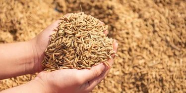 Algeria Issues International Tender to Purchase 50,000 Tons of Barley Feed