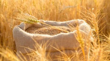 Algeria Issues International Tender to Purchase 50,000 Tons of Soft Wheat