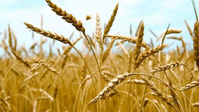 Algeria issues international tender to purchase 50,000 tons of flour wheat