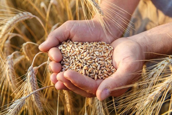 Algeria Issues International Tender to Purchase 50,000 Tons of Wheat Flour