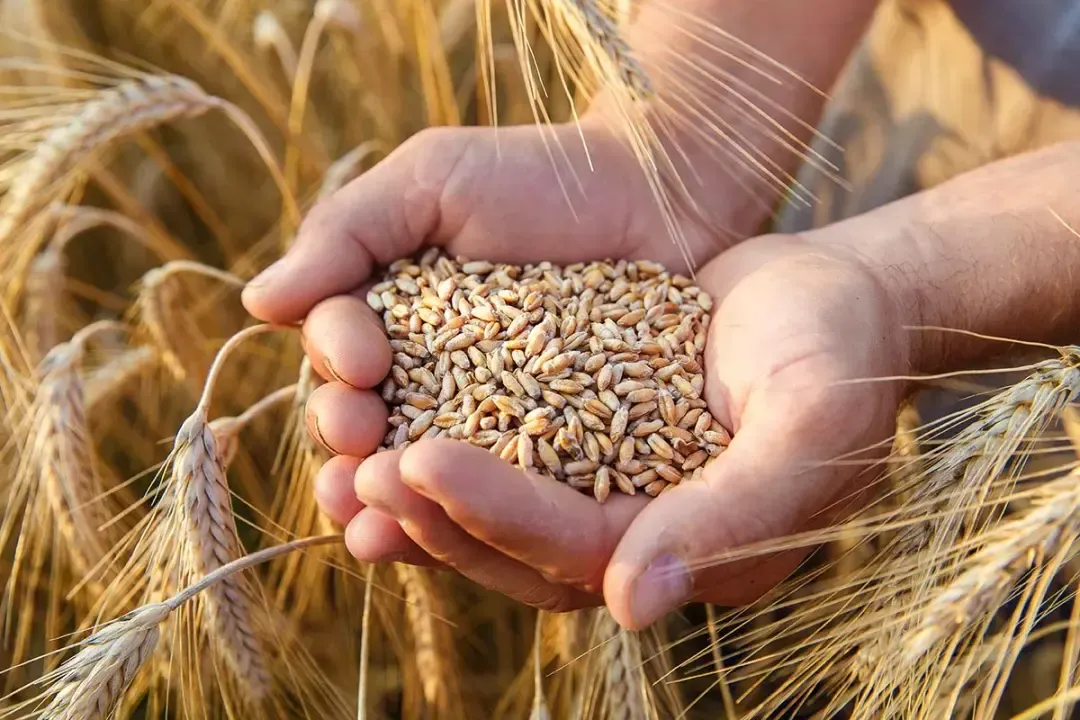 Algeria issues international tender to purchase wheat.. bids due tomorrow Tuesday