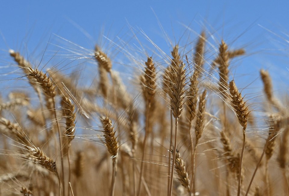 Algeria launches international tender to purchase 50,000 tons of durum wheat
