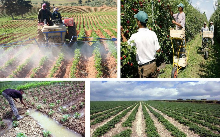 Algerian Agriculture: Between Sovereign Ambition and Management Deadlock