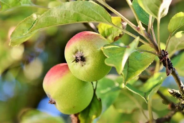 Algerian Arboriculture: From Productive Power to Circular Revolution