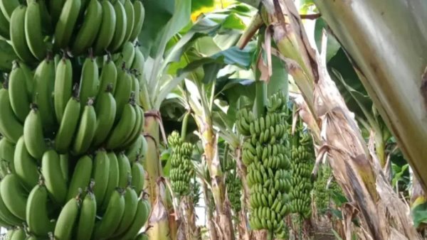 Ambitious project for local banana cultivation