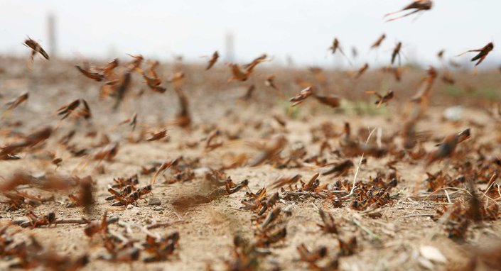 Anti-locust fight: Algeria develops a leading proactive strategy