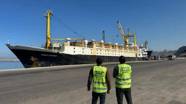 Arrival of 12,000 heads of sheep at the port of Oran