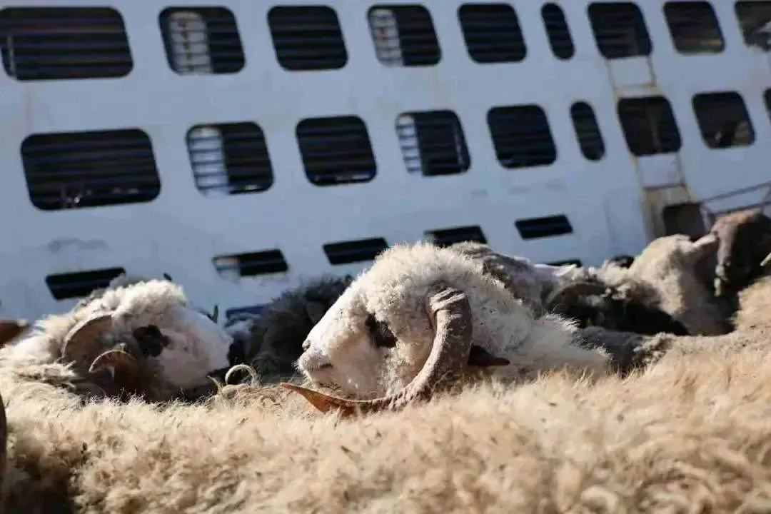 Arrival of 13,800 Romanian sheep at Skikda port
