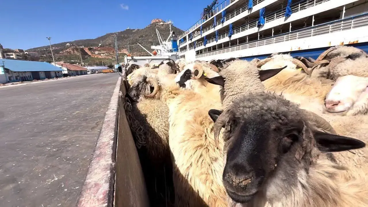 Arrival of 23,000 Spanish sheep heads at the port of Oran