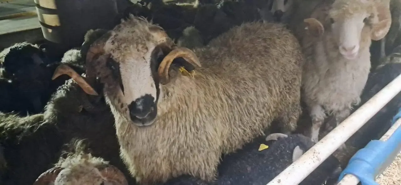 Arrival of 9,400 Romanian sheep heads at Skikda port