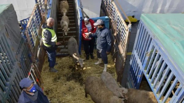Arrival of a new shipment of imported sacrificial animals