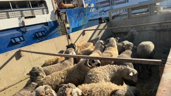 Arrival of a new shipment of imported sheep