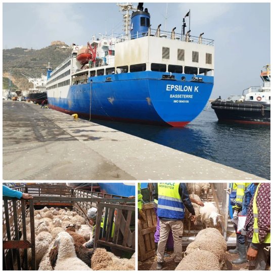 Arrival of a ship carrying 19,000 sheep from Spain