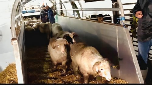 Arrival of a ship carrying 9,400 sheep from Romania