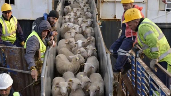 Arrival of the first shipment of imported sacrificial animals