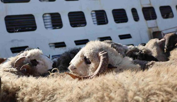 Arriving from Romania.. A second ship loaded with 13,800 heads of sheep docks at Skikda port