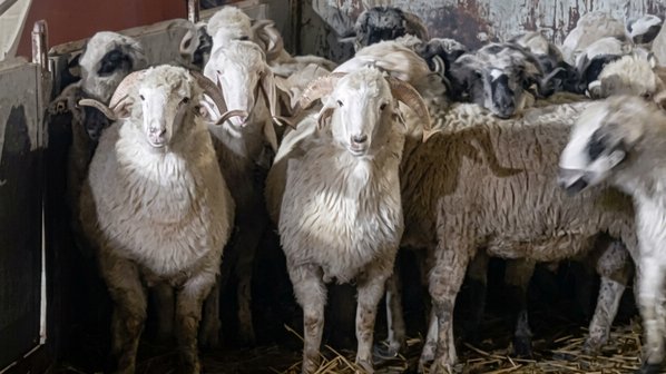 Arriving from Romania.. Djendjen Port receives a new shipment loaded with 11,500 heads of sheep