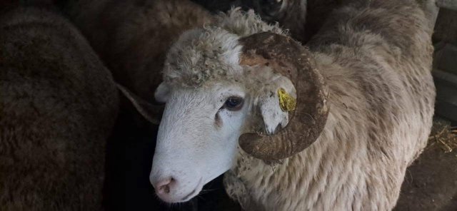 Arriving from Romania.. Skikda Port receives a shipment of 9,400 heads of sheep