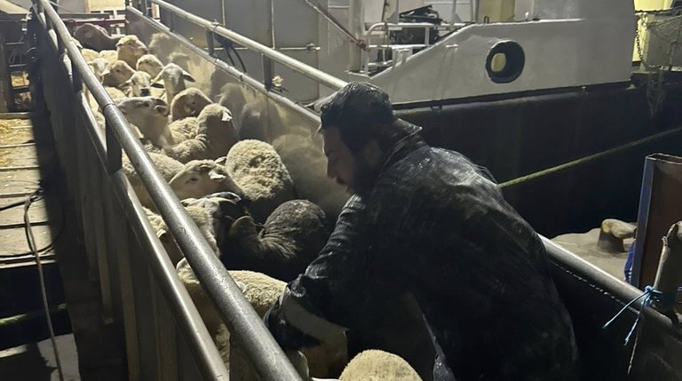 Arriving from Spain.. A ship carrying 12,000 sheep arrives in Oran
