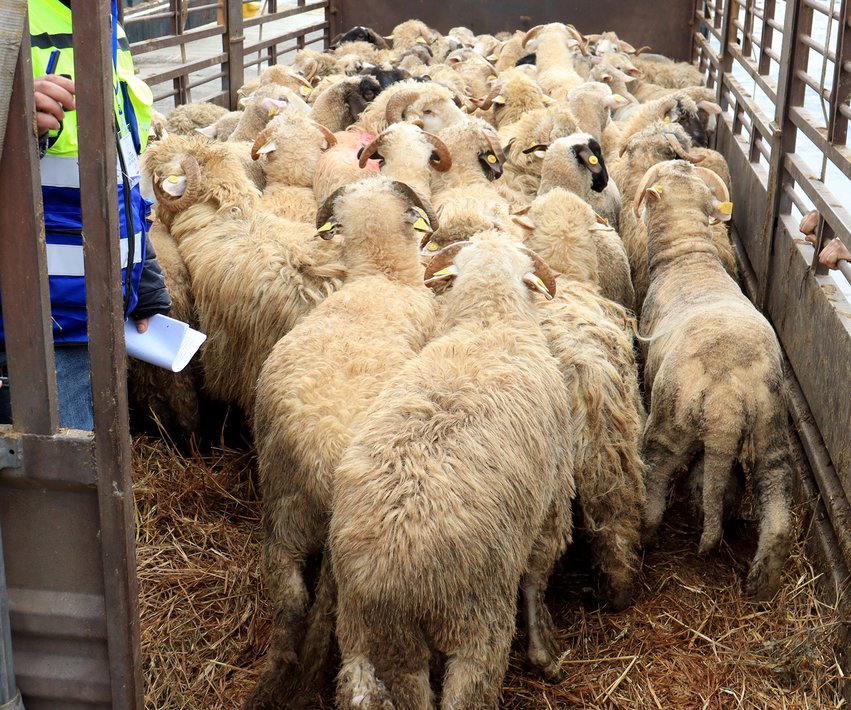 Arriving from Spain.. Béjaïa Port receives a shipment loaded with 6,397 heads of sheep