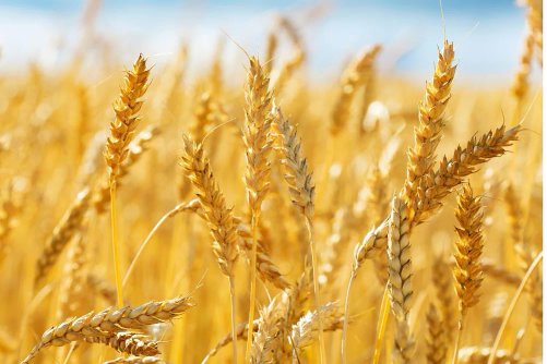 At this price.. Algeria buys about 200,000 tons of wheat in an international tender