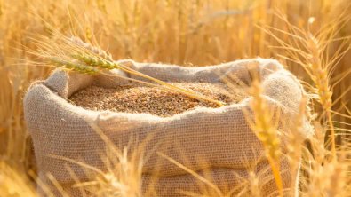At this price.. Algeria buys quantities of flour wheat in an international tender