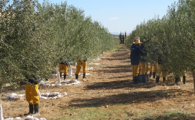 Batna: Olive cultivation in full expansion