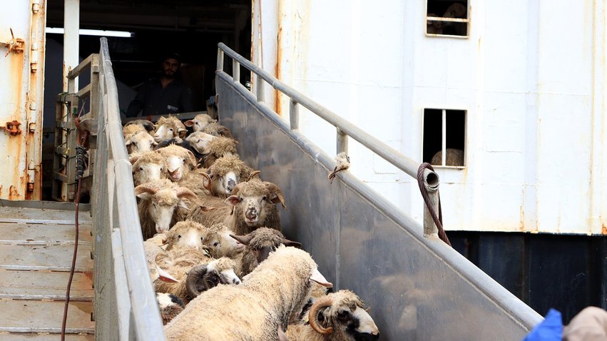Béjaïa Port Receives 11,700 Heads of Romanian Sheep