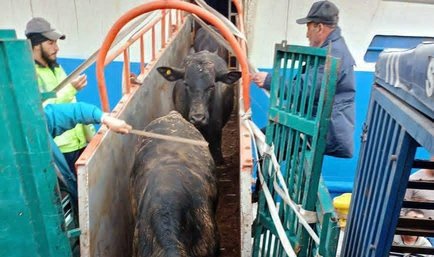 Carrying 2024 heads.. Béjaïa Port records the first docking of a ship loaded with calves