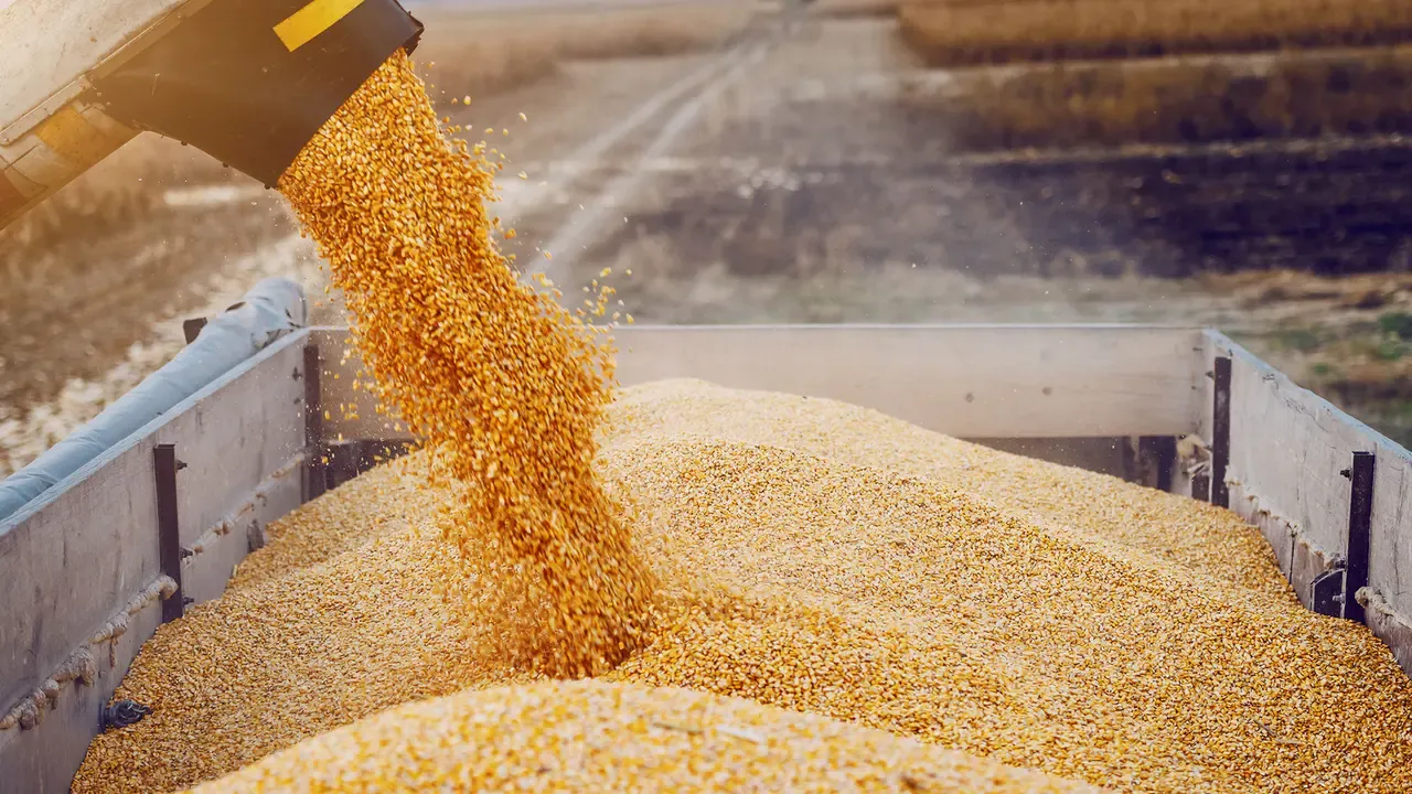 Chlef aims to produce more than one million quintals of grains during the 2026/2027 season