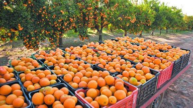 Citrus production in Algiers Province exceeds 1.3 million quintals annually - Iqtissad Al Balad