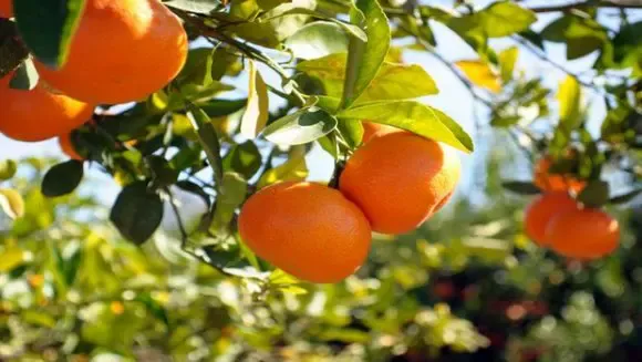 Citrus Salon in Algiers Starting Today