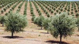Completion of Planting 100 Hectares of Olive Trees in the Meda and Ksar el-Bahari Regions
