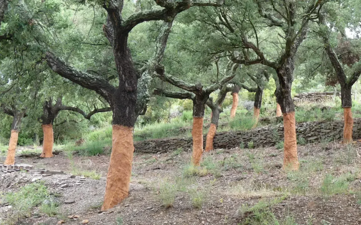 Cork oak forests, two years after the fires: Insects struggle to return