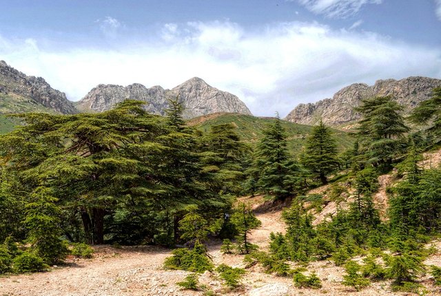 Development of Algerian forests: Towards a new model of sustainable and solidarity-based management