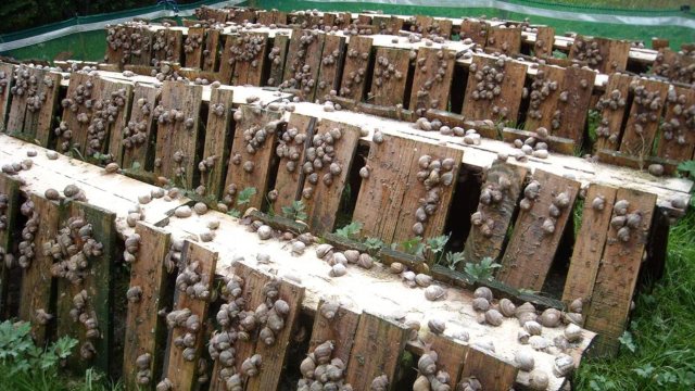 Development of heliciculture in Algeria: A sector with high economic potential