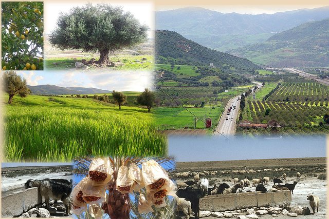 Development of the rural world: The new order of the Algerian countryside