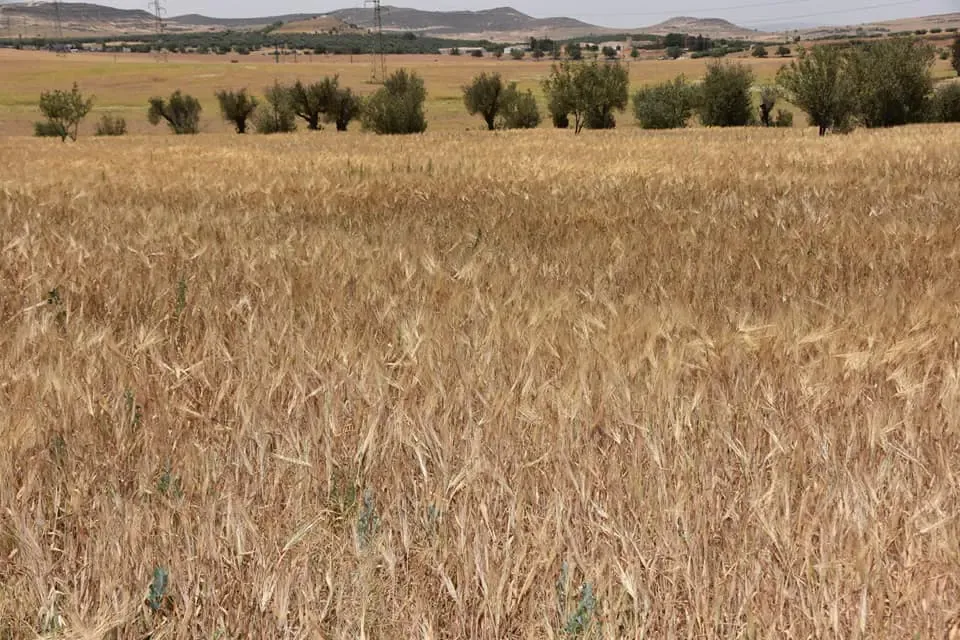 El Tarf: Nearly 14,000 hectares allocated to cereal cultivation