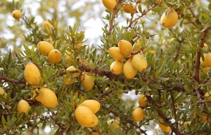 Encouraging Startups in the Argan Sector