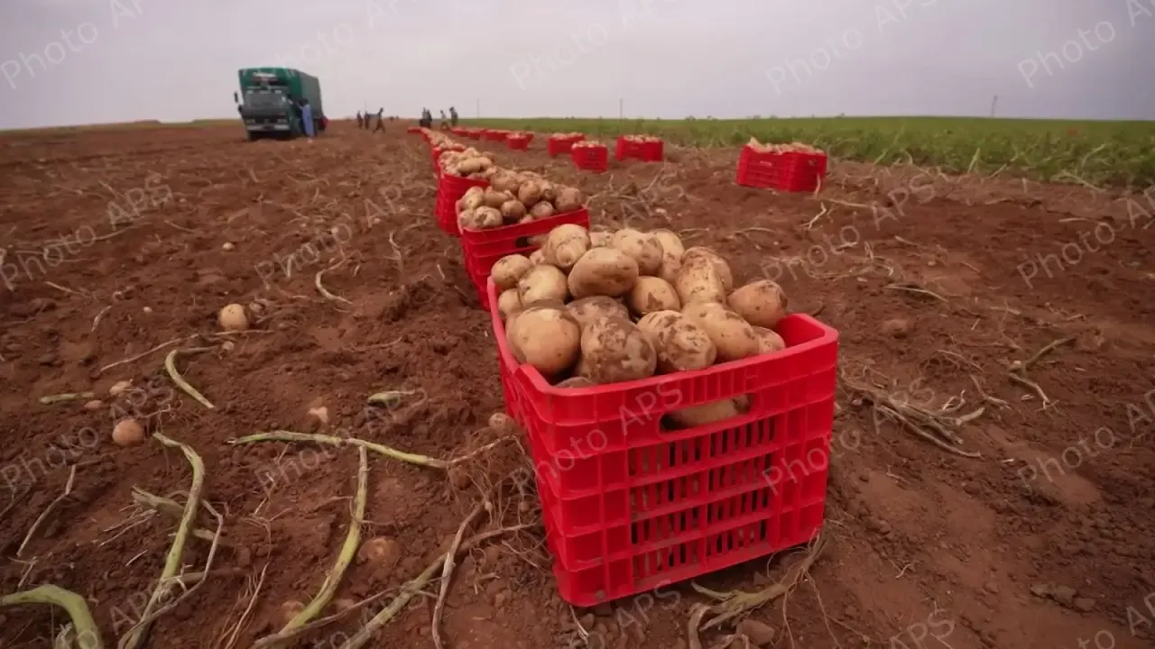 Expected production of more than 877,000 quintals of seasonal potatoes
