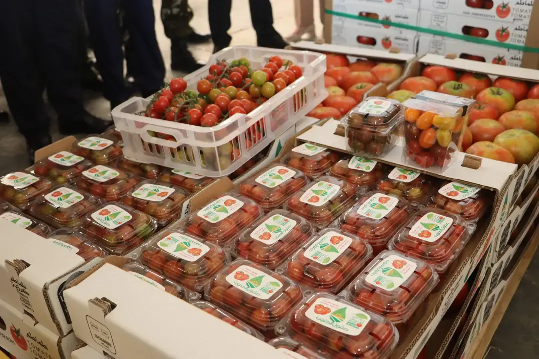 Export of 80 tons of tomatoes from El-Mghair to Spain