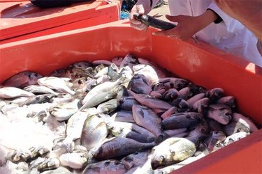 Exports from Ain Temouchent of fish products exceed 600,000 euros