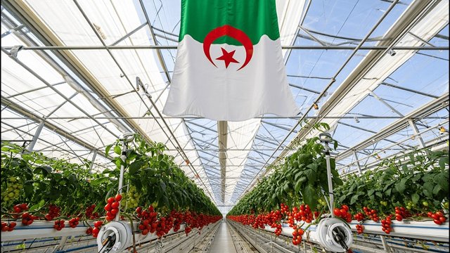 Exports: The tomato from El Meghaier to Spain