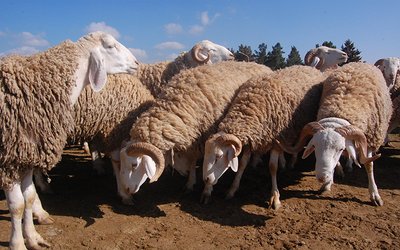 Extension of Imported Sacrificial Animal Sales Until the Third Day of Eid - Iqtissad Al Balad