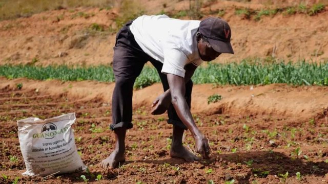 Fertilizer shortages: African governments must take urgent measures