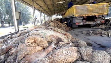 Final Preparations for Launching a National Campaign to Collect the Skins and Wool of Sacrificial Animals