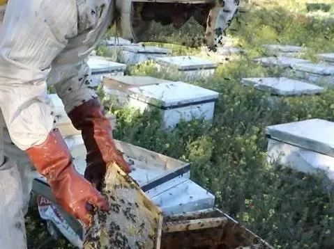 Fires: Compensation for Beekeepers Affected in El Tarf