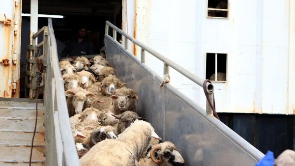 First shipment of imported sheep arrives at Béjaïa port (Photos)